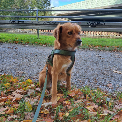 Unsere Hündin Frieda Unsere Hündin Frieda