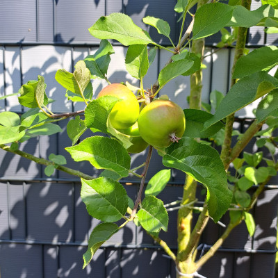 Apfelbaum