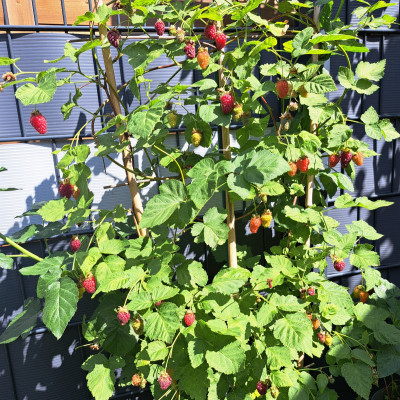 Himbeerstrauch Himbeerstrauch