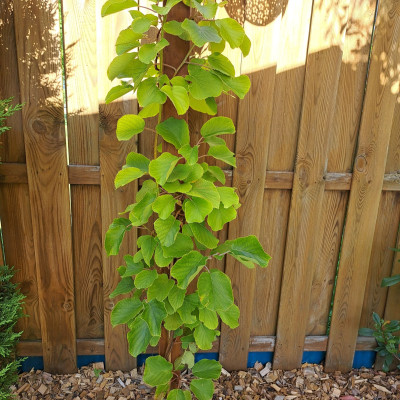 Kiwi