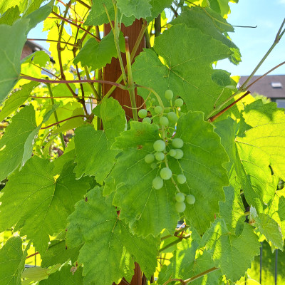 Weintrauben